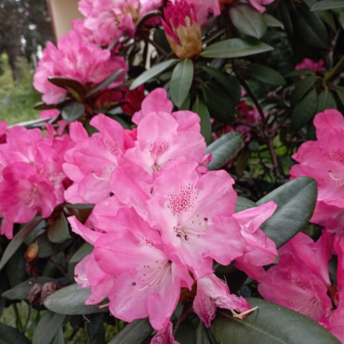 Rhododendron