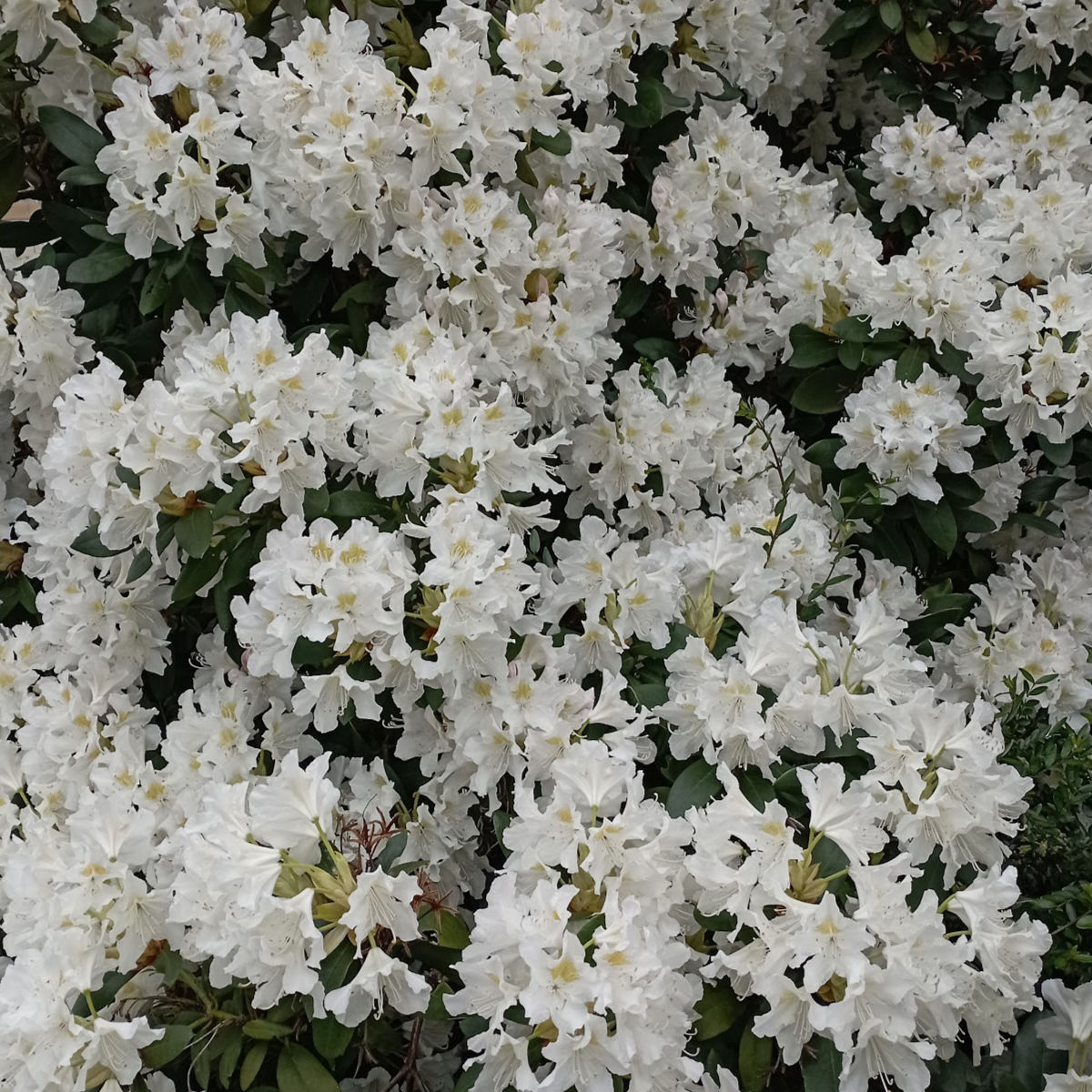 Rhododendron