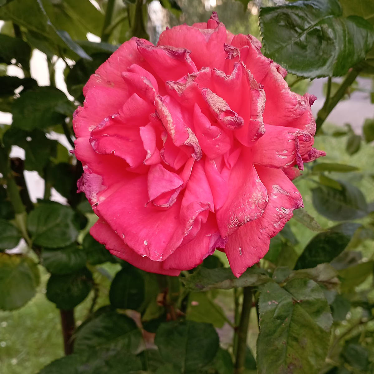 Rose am Verwelken