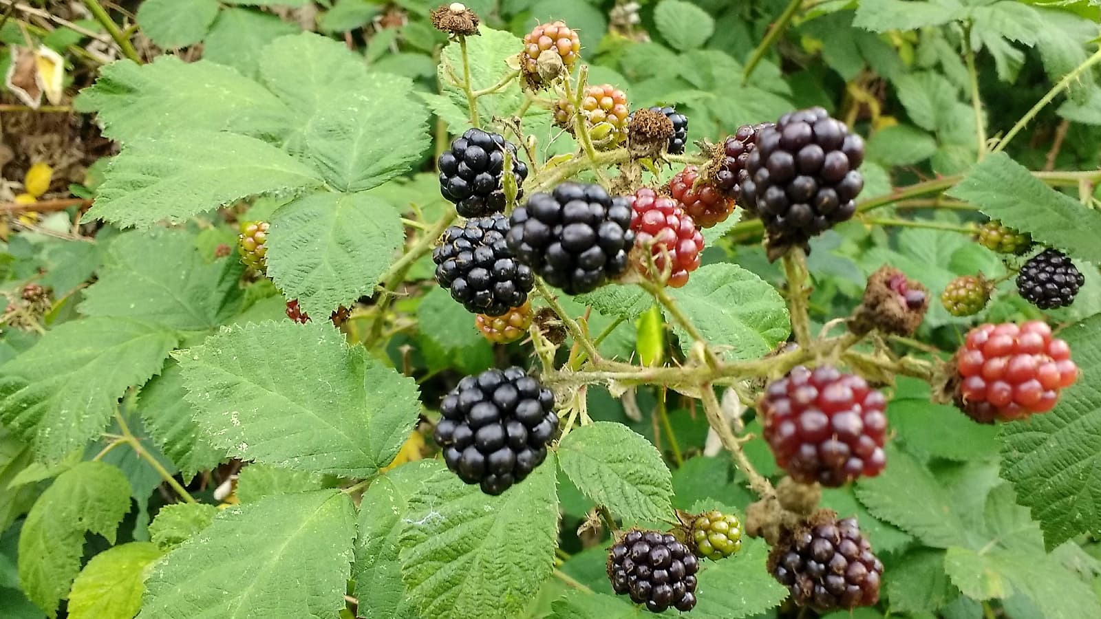Brombeeren
