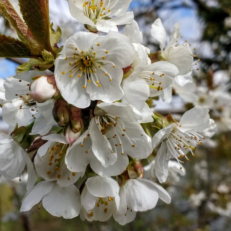 Kirschblüten