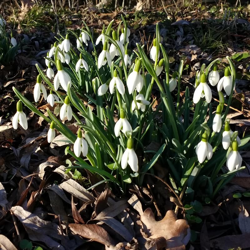 Schneeglöckchen